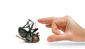 Pest Xpress. Image of hand flicking away dead fly.