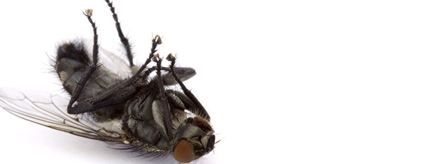 Pest Xpress dead fly on it's back