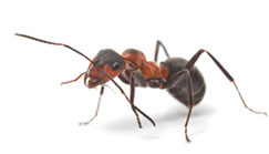 Pest Xpress. Image of ant.