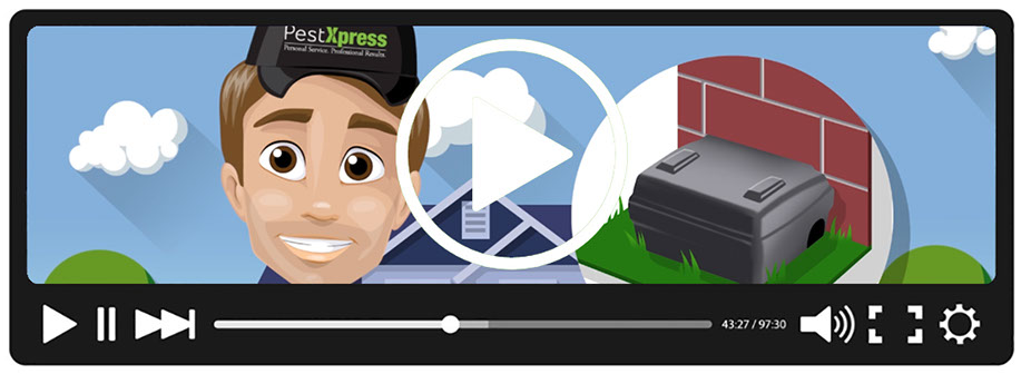 Pest Xpress video tips.