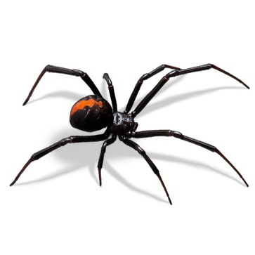 Pest Value pest control services. Spiders.