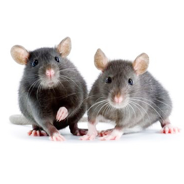 Pest Value pest control services. Rodents.