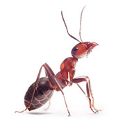Pest Value. Image of ant.