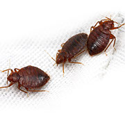 Pest Xpress. Images of bedbugs.