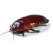 Pest Xpress. Image of various cockroaches.