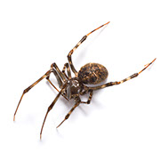 Pest Xpress. Image of a spider.