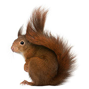 Pest Xpress. Images of rodents.