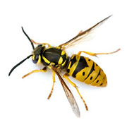 Pest Xpress Wasps & Bees