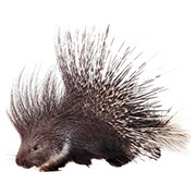 Pest Xpress. Image of various wildlife.